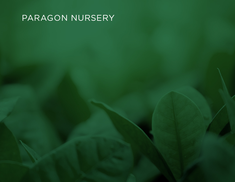 Paragon Nursery Logo